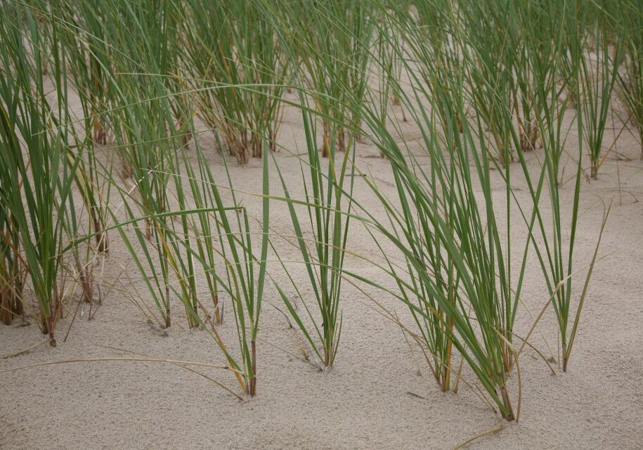 Dune_grass