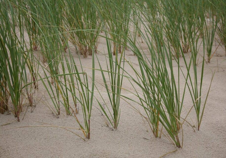Dune_grass