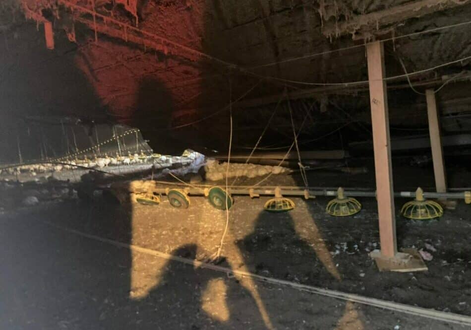 Chicken house collapse (photo courtesy of Ellendale Volunteer Fire Co.)