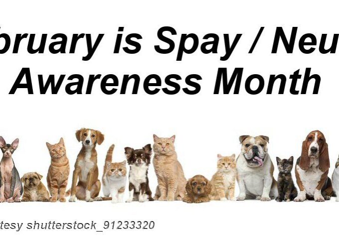 Feb-Spay-NeuterAwarenessMonth