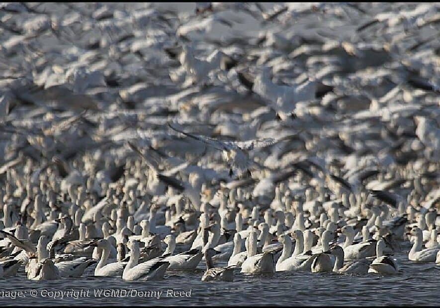 geese-image-copyright-wgmd-donny-reed