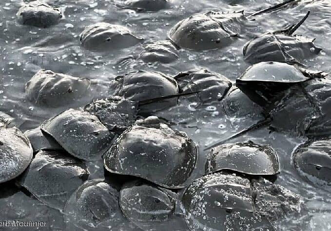 HorseshoeCrabs-BarbMoulinier