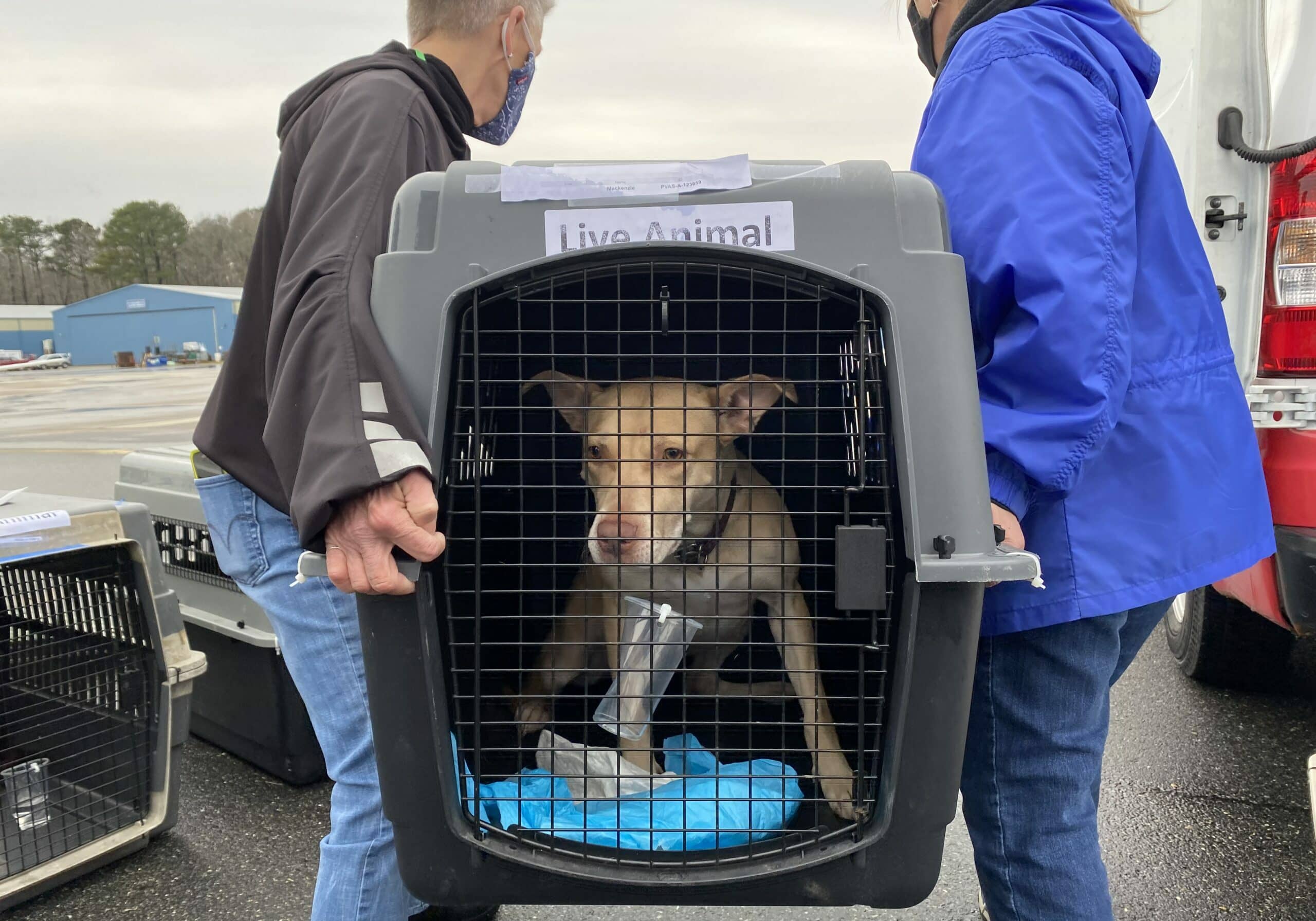 Photo courtesy of Brandywine Valley SPCA