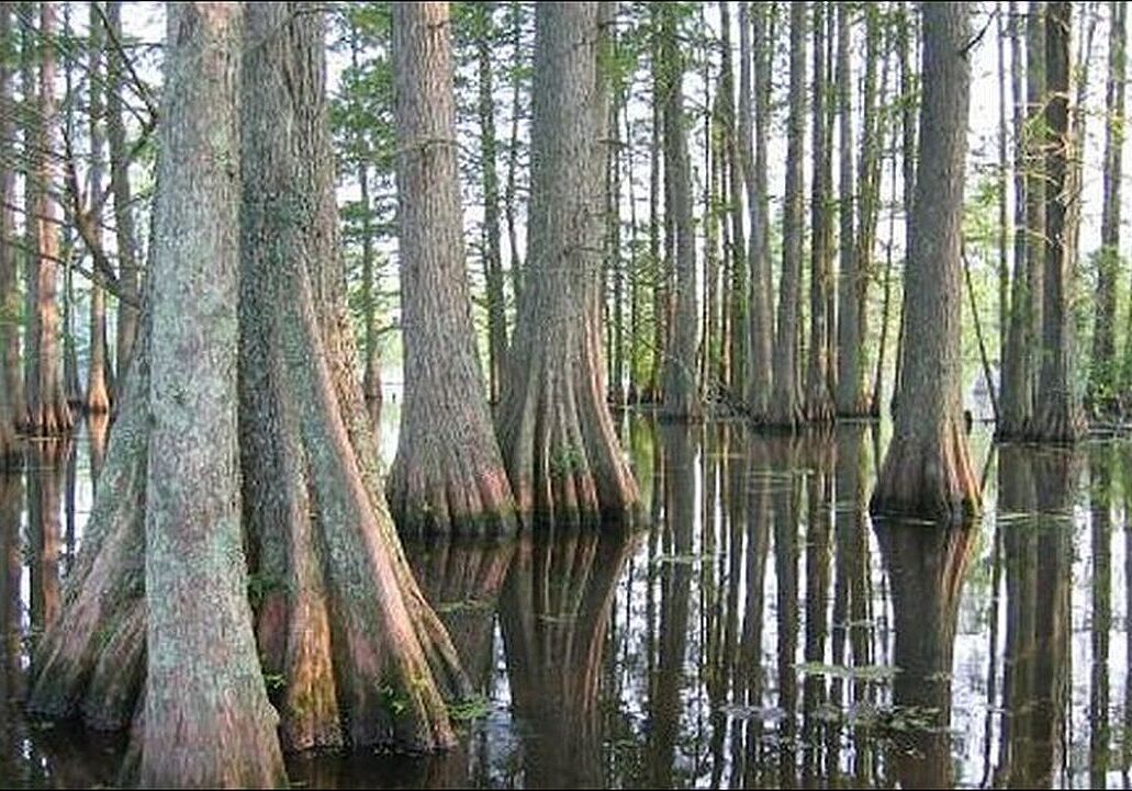 Jody Hudson - Lewes - While kayaking at Trap Pond State Park