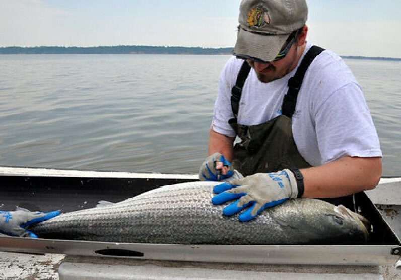 Maryland Department of Natural Resources biologists conduct the annual spring spawning survey. Striped bass are measured, sexed, tagged and released / Maryland DNR photo.