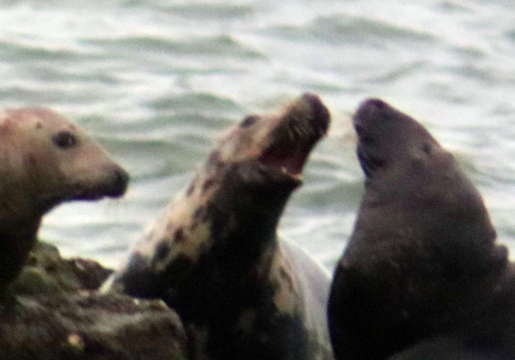 MERR-seals-2