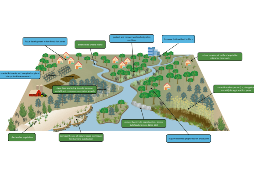 Marsh-Migration-study-graphic-1024x576