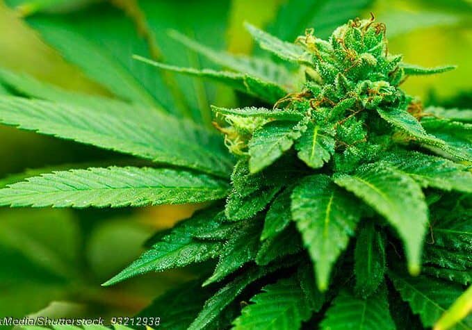 Medical Marijuana Plant - Photo - © Copyright EpicStockMedia/Shutterstock