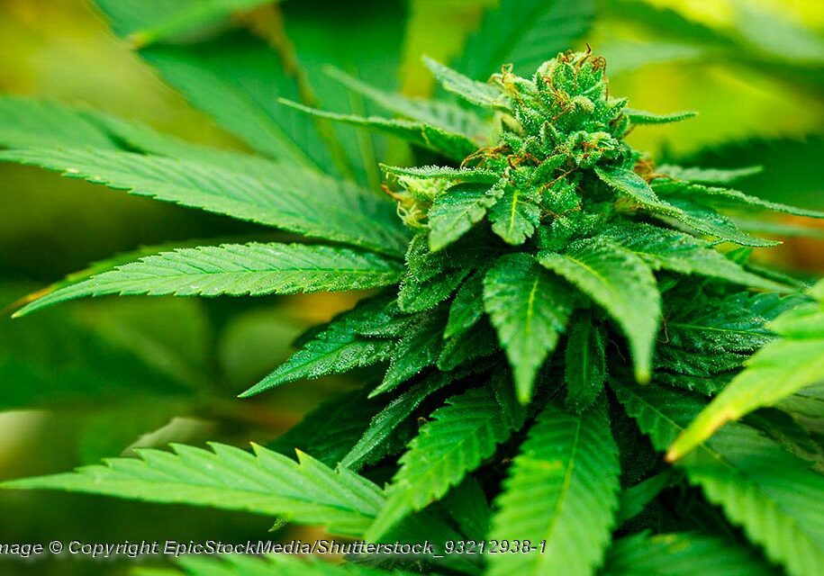 Medical Marijuana Plant - Photo - © Copyright EpicStockMedia/Shutterstock