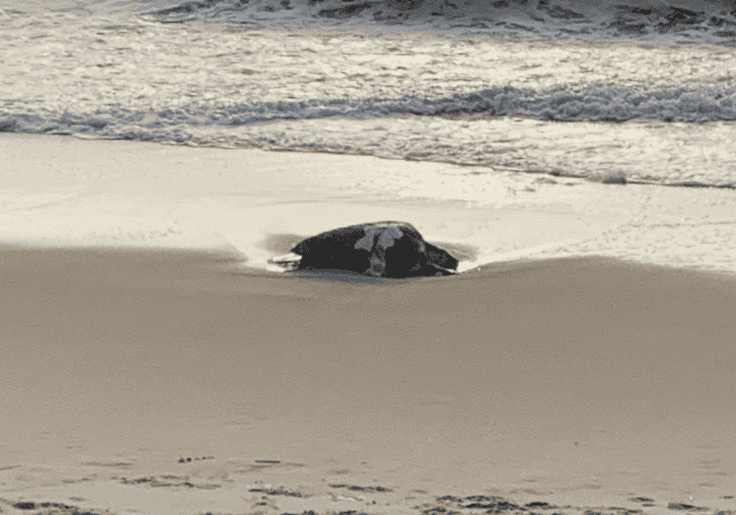 Image courtesy Tony Crivella of Dewey Beach Beautification & Raking