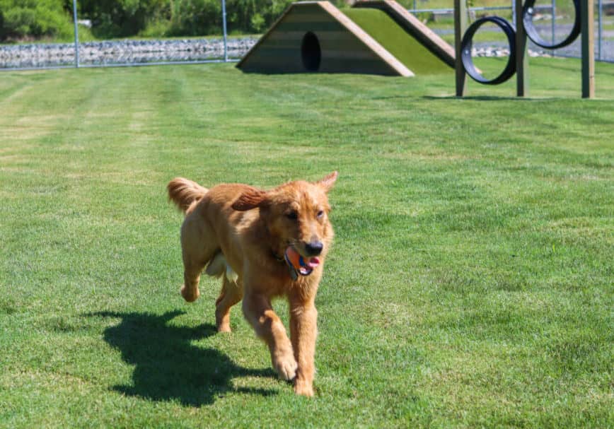 OC DOG PARK RIBBON CUT 2