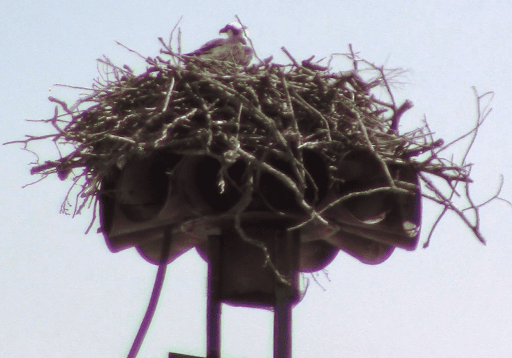 Osprey nest on Rehoboth Beach firehouse siren. Image courtesy WGMD/Alan Henney.