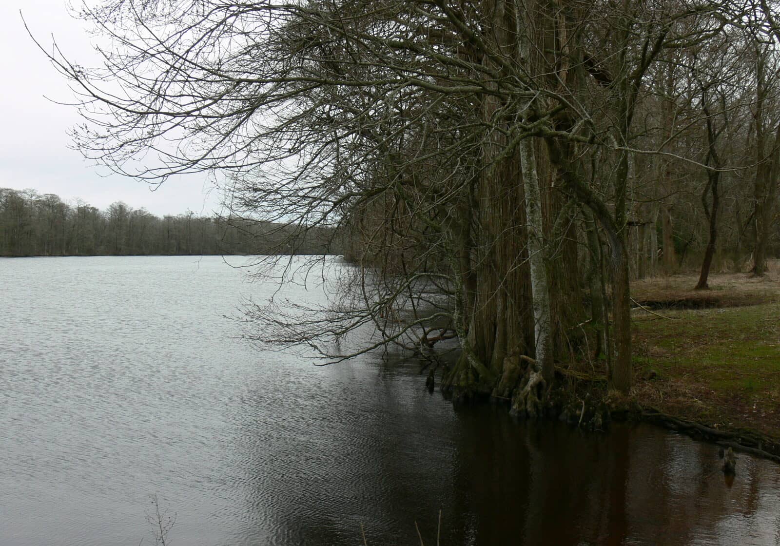 Currently 1.5 miles of waterfront property along the Pocomoke River shoreline are being protected with a perpetual conservation easement.