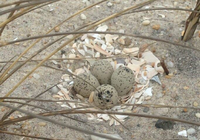 Image courtesy DNREC/Photo: Henrietta Bellman