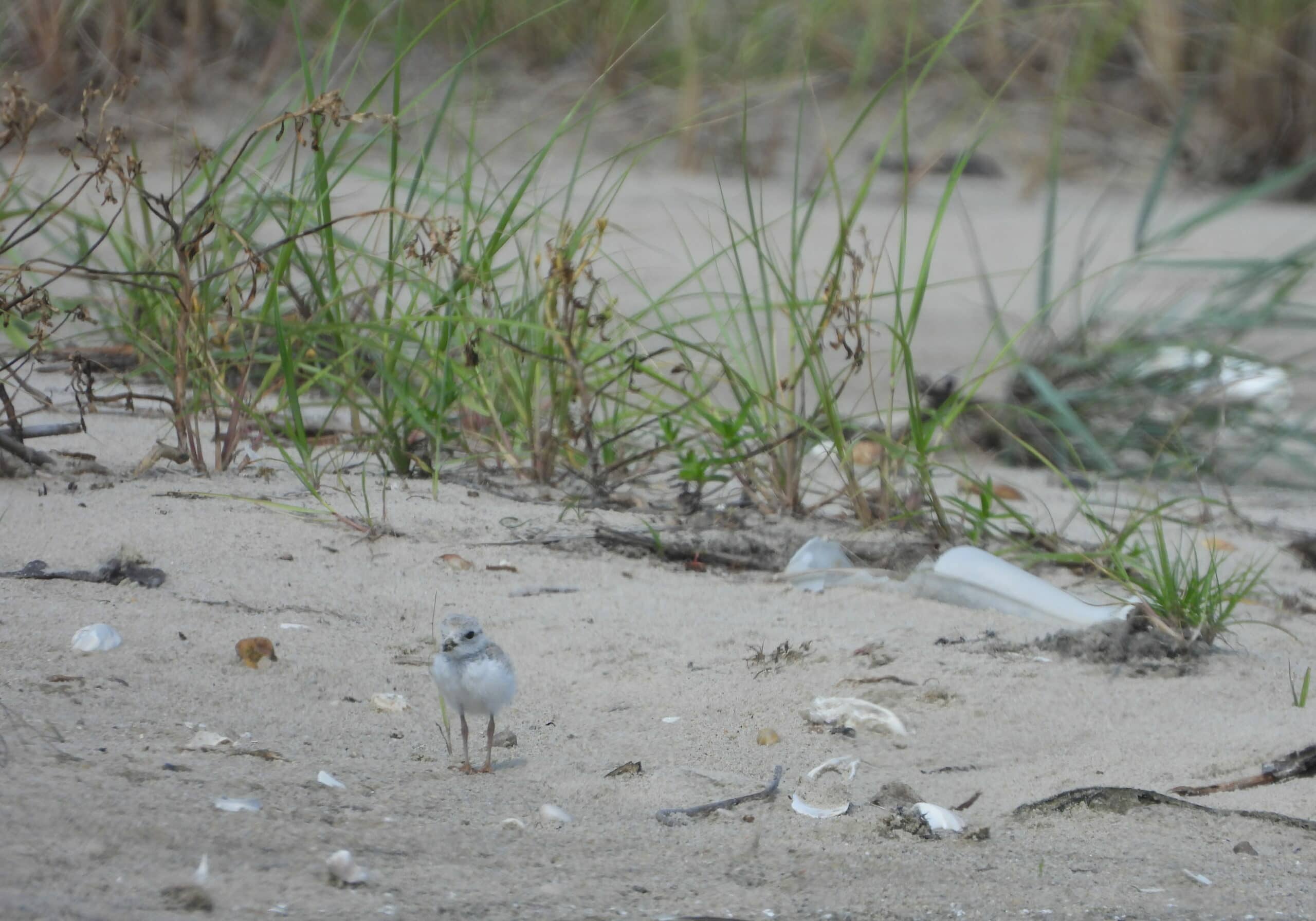 Piping plover chick, 18 days old. Photo by Evangelin Von Boeckman.