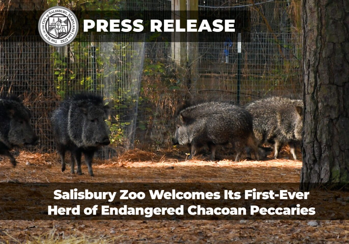 Press Releases - Peccary2