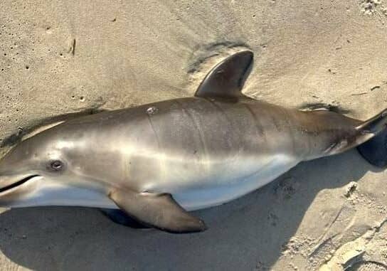 Photo courtesy Capt. Jeffrey Giles, Rehoboth Beach Patrol