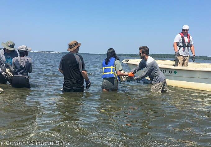 Recycled Oyster Reef - Little Assawoman Bay