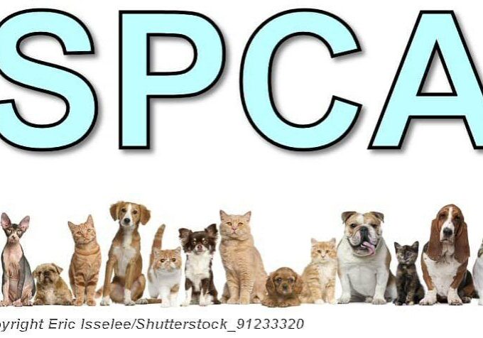 SPCA - dogs-and-cats_shutterstock_91233320