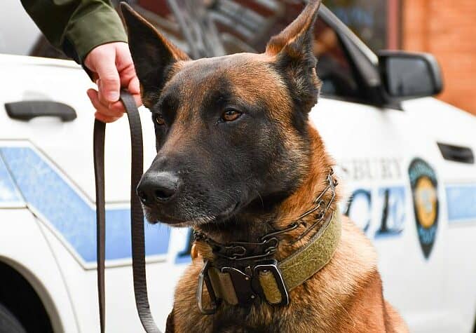 K-9 Chaos / Image courtesy Salisbury PD