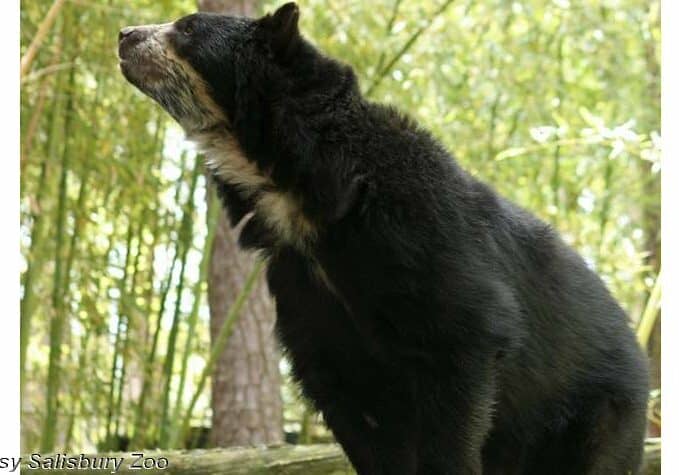 SalisZoo-AndeanBear