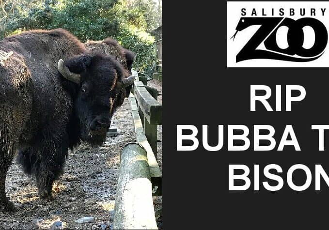SalisZoo-BubbaBisonDeath