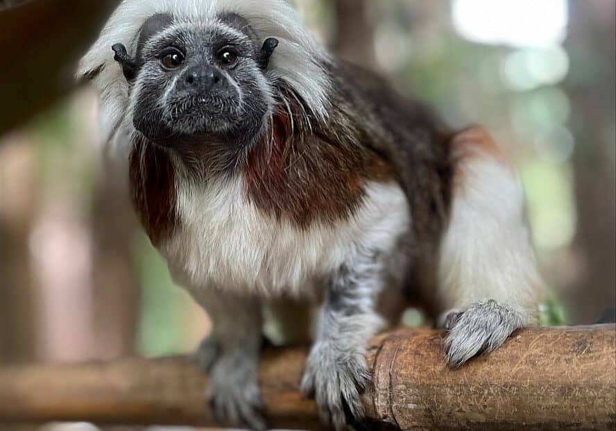 Salisbury-Zoo-Nikki-Cotton-Top-Tamarin