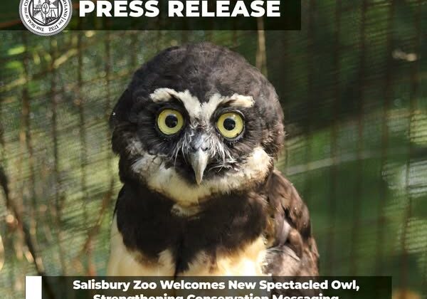 Salisbury Zoo-spectacled Owl