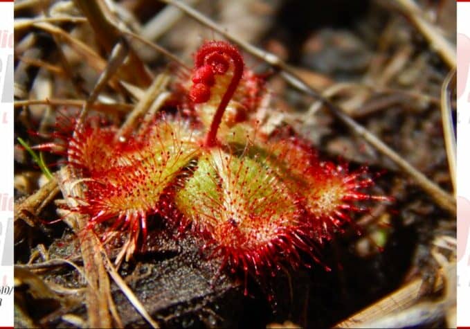 Sundew DNR