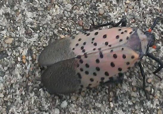 Spotted Lanternfly (photo: WGMD's Mark Fowser)