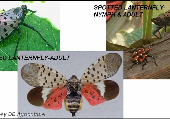 SpottedLanternfly