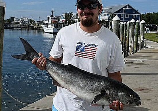 TOD Archive Bluefish Catch