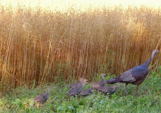 wild Turkey brood (2)