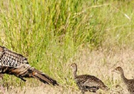 Turkeys-DNREC