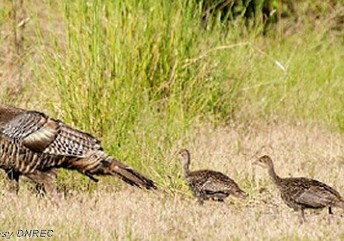 Turkeys-DNREC