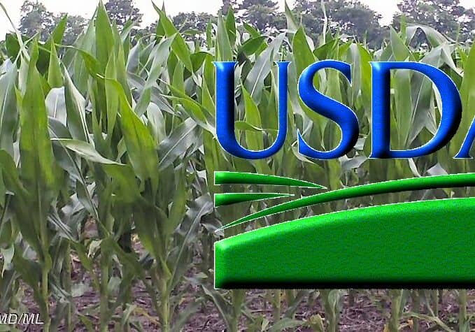 USDA-MLCorn