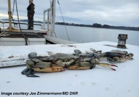 Blue crabs counted and measured by blue crab biologists during the Winter Dredge Survey in Maryland