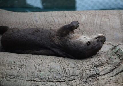 artisticoperations-otter-6476166_640