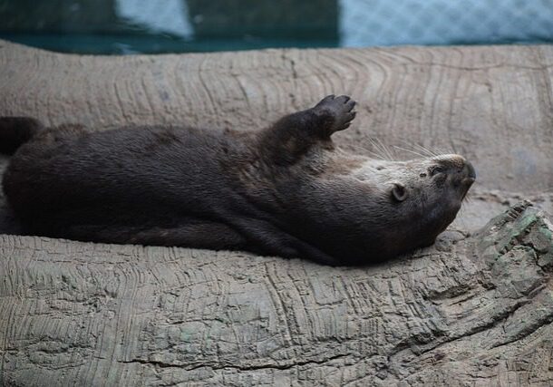 artisticoperations-otter-6476166_640