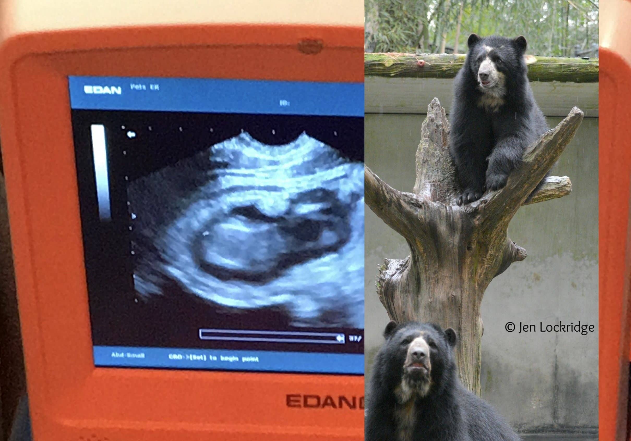 bear-sonogram-2020-1
