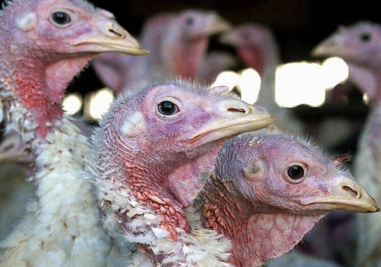 Deadly bird flu returns earlier than expected in the Midwest