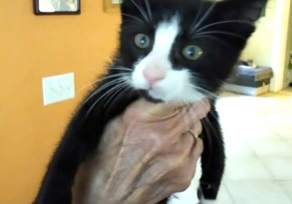 Image courtesy Bob Harrison