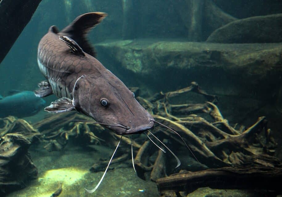 catfish