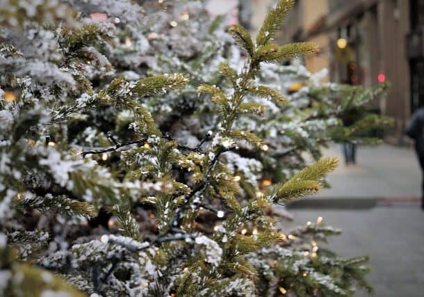 christmas-tree-4679463_640