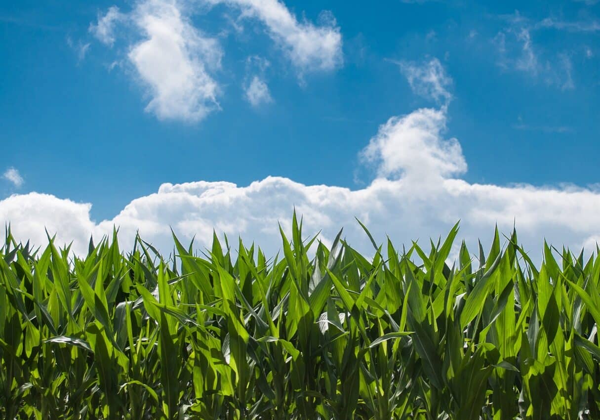 corn-field-440338_1280