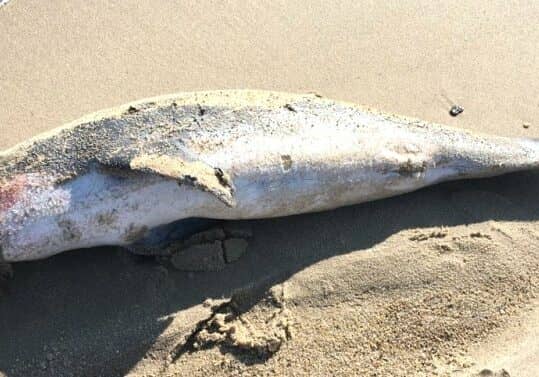 Photo courtesy MERR Institute