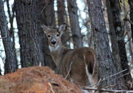 deer
