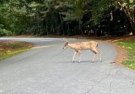 deer