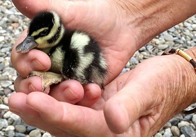 Photo courtesy Jennifer Rubenstein