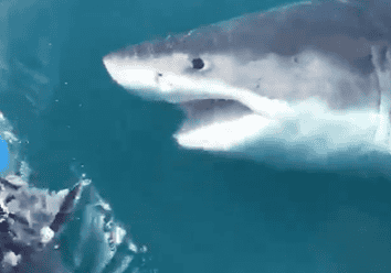 A Great White Shark was captured on photo and video by crew on The Fish Finder, according to www.fishinoc.com